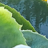 ベゴニアの写真